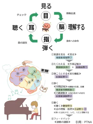 ピアノ演奏を通じて育まれる思考・五感・表現のサイクルを図式化。脳の多領域を活性化する育脳ピアノレッスンの構造を表す画像。